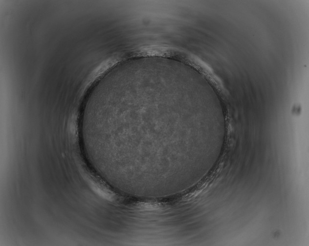 X0000100500250200806201721