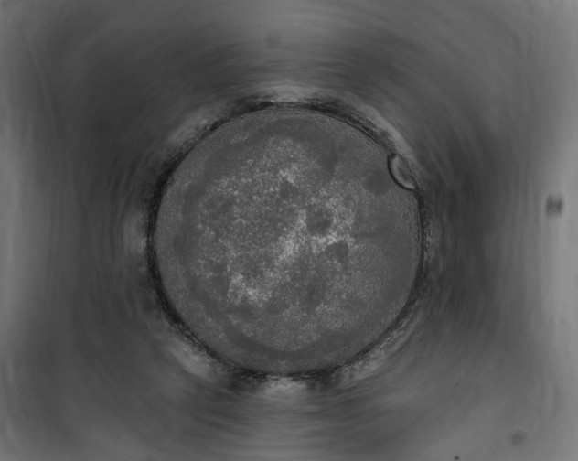 X0000100500257200806201721