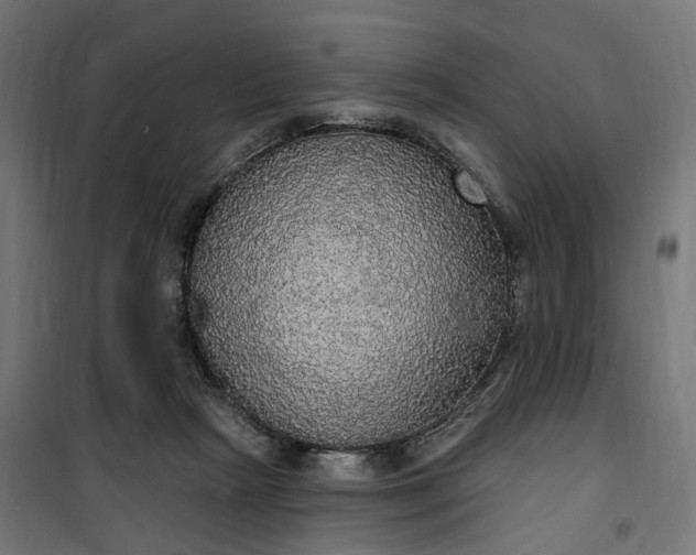 X0000100500265200806201722