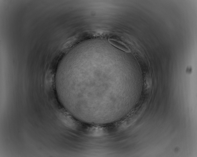 X0000100500276200806201722