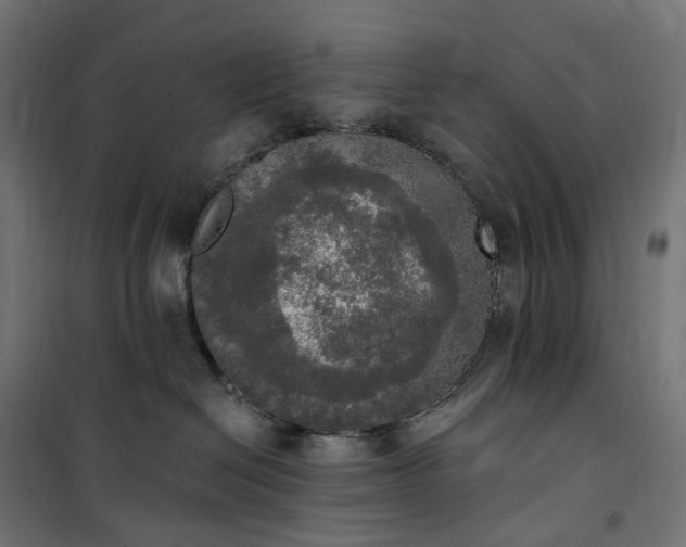 X0000100500286200806201722