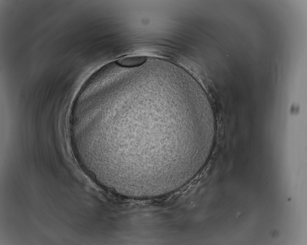 X0000100500289200806201721