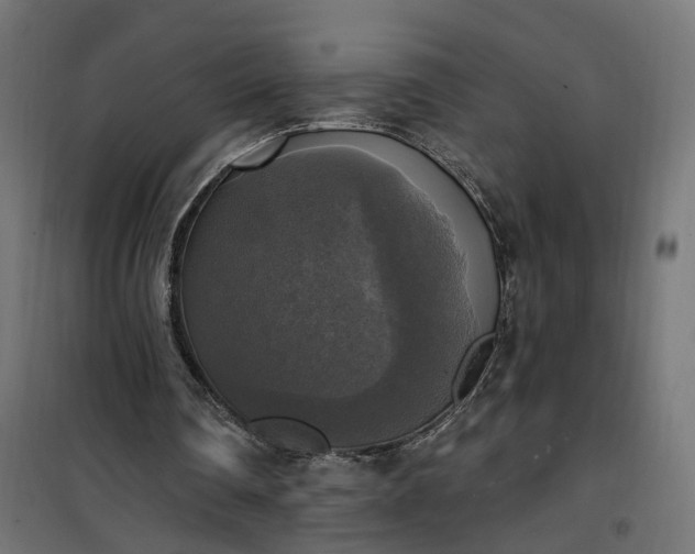 X0000100500290200806201721