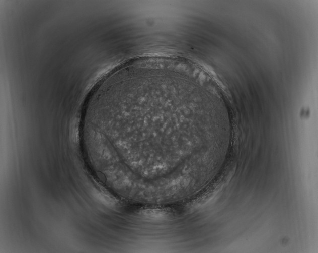 X0000100500299200806201721