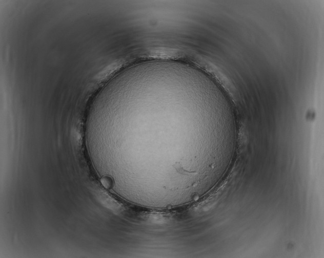 X0000100500305200806201721