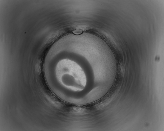 X0000100500311200806201721