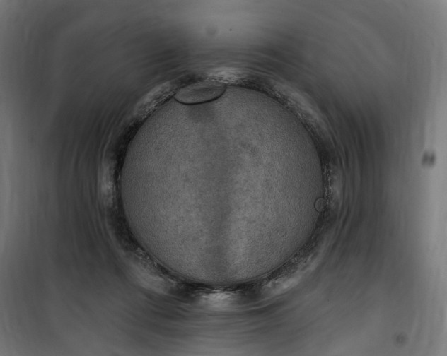 X0000100500312200806201721