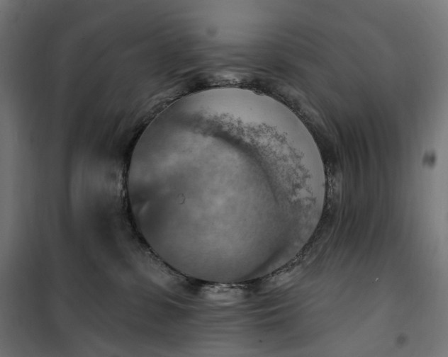 X0000100500331200806201720