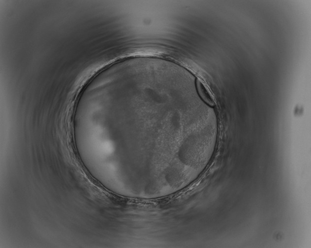 X0000100500337200806201720