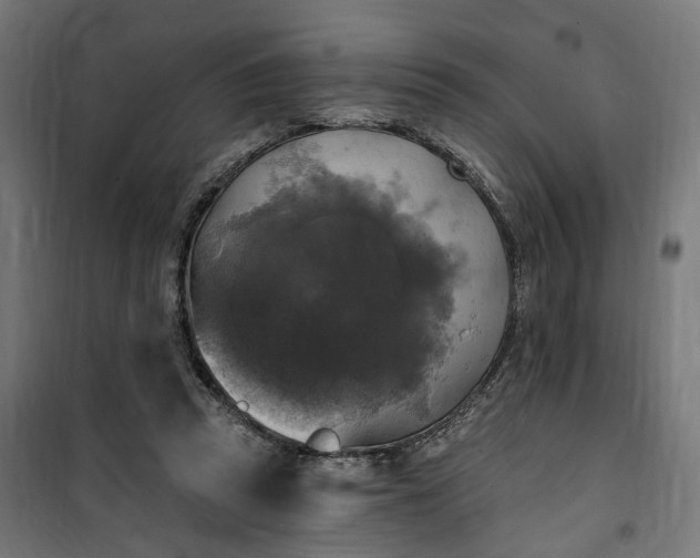 X0000100500353200806201720