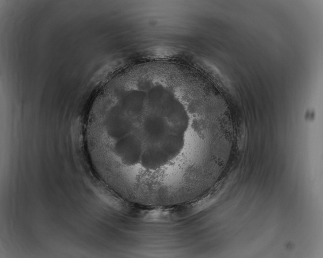 X0000100500366200806201720