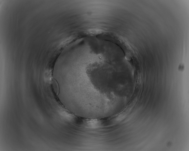 X0000100500383200806201720