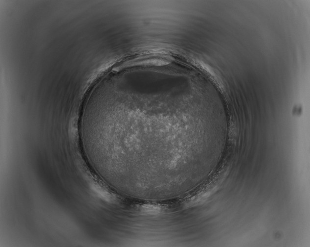 X0000100500394200806201719