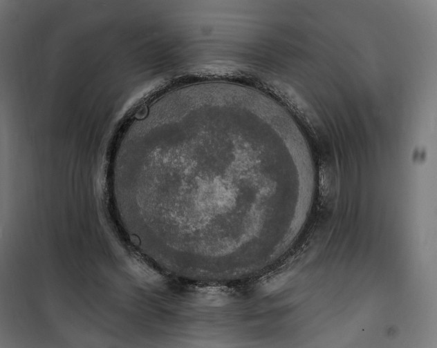 X0000100500396200806201719