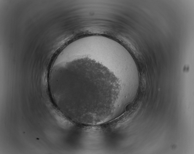 X0000100500398200806201719