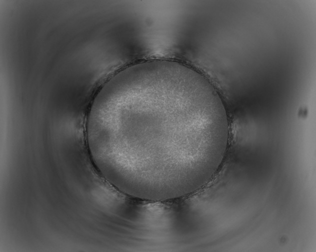 X0000100500423200806201719