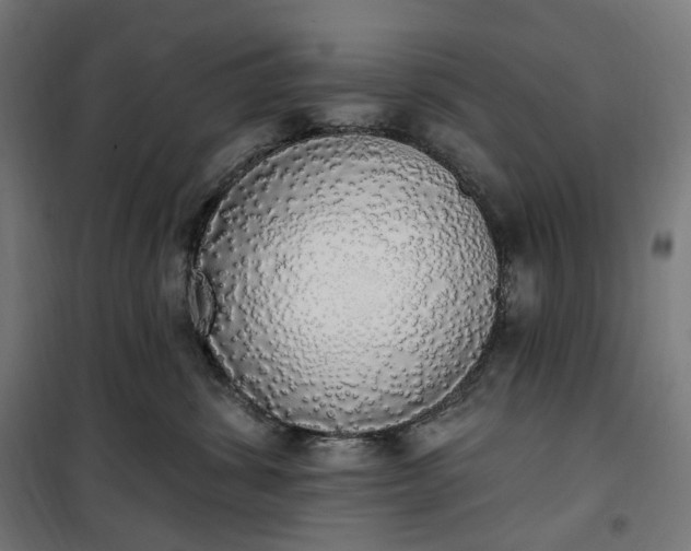 X0000100500428200806201719