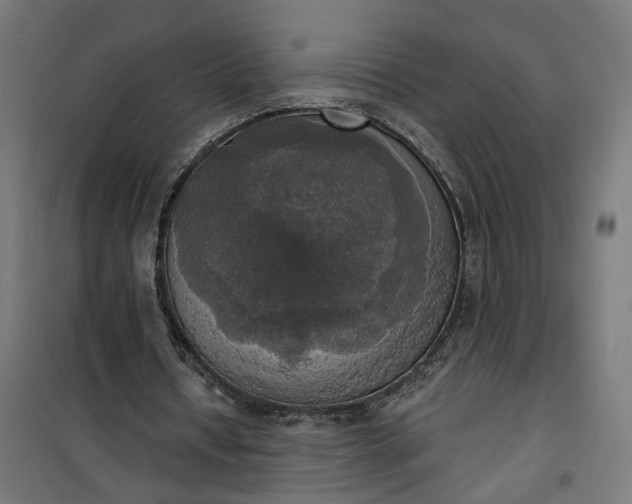 X0000100500434200806201718