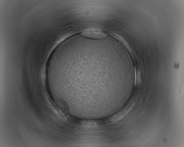 X0000100500435200806201718