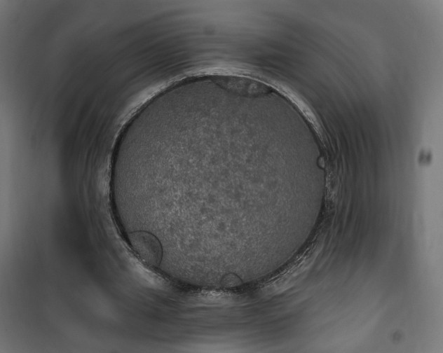 X0000100500437200806201718