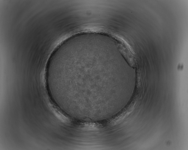 X0000100500439200806201718