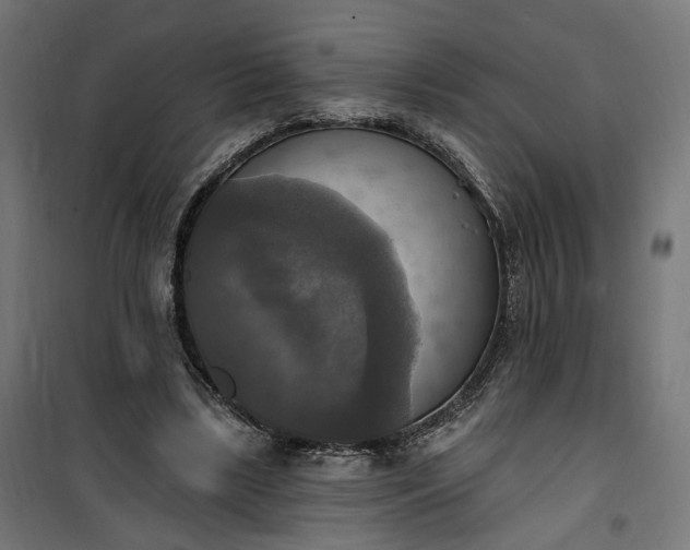 X0000100500443200806201718