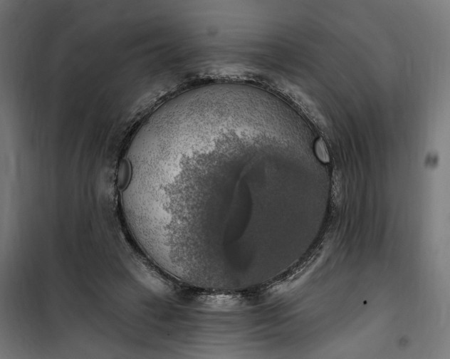 X0000100500449200806201718