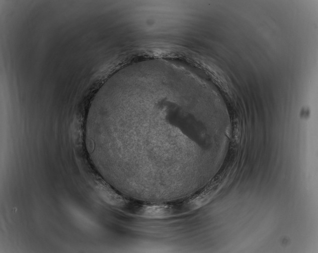 X0000100500461200806201719