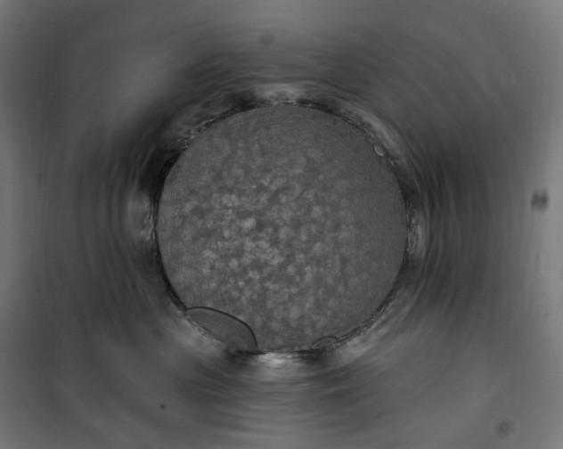 X0000100500477200806201719