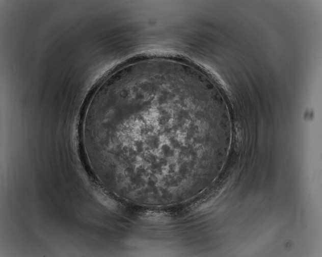 X0000100500487200806201718