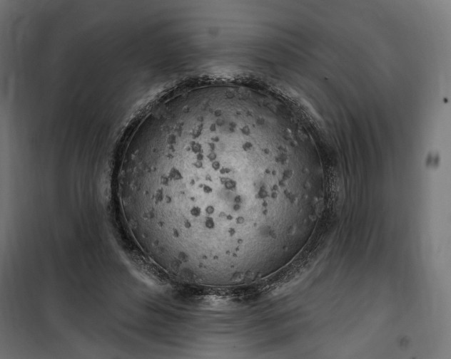 X0000100500496200806201718
