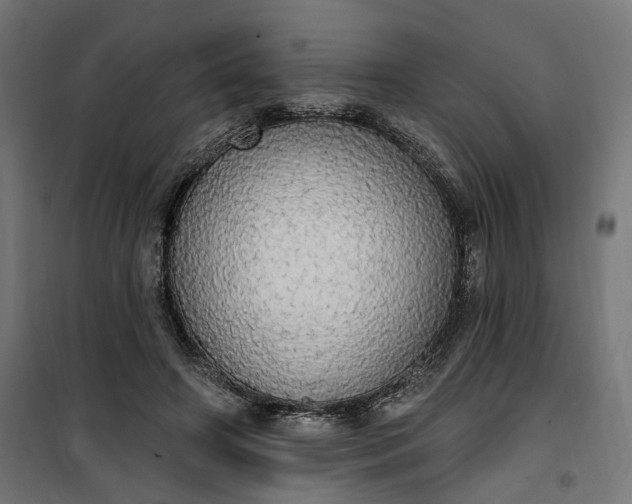 X0000100500498200806201718