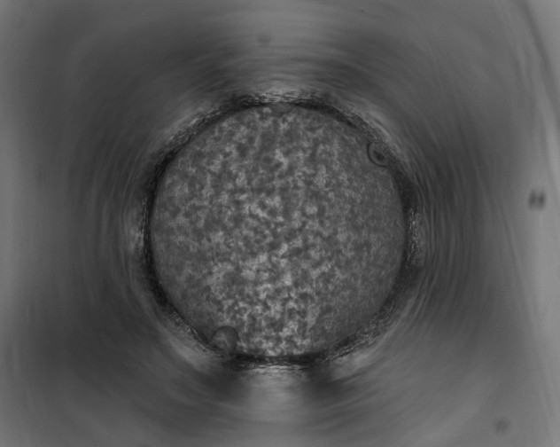 X0000100500499200806201718