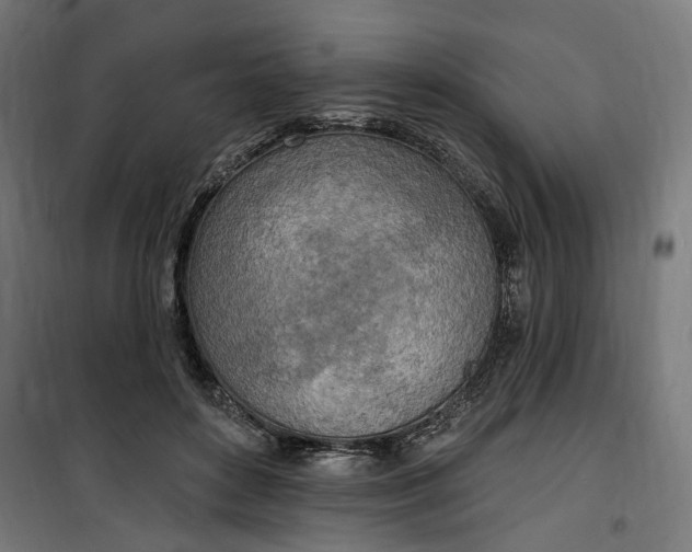 X0000100500504200806201718