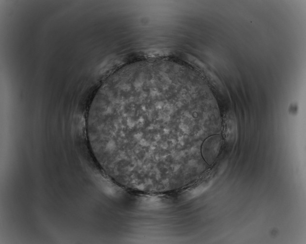 X0000100500523200806201718