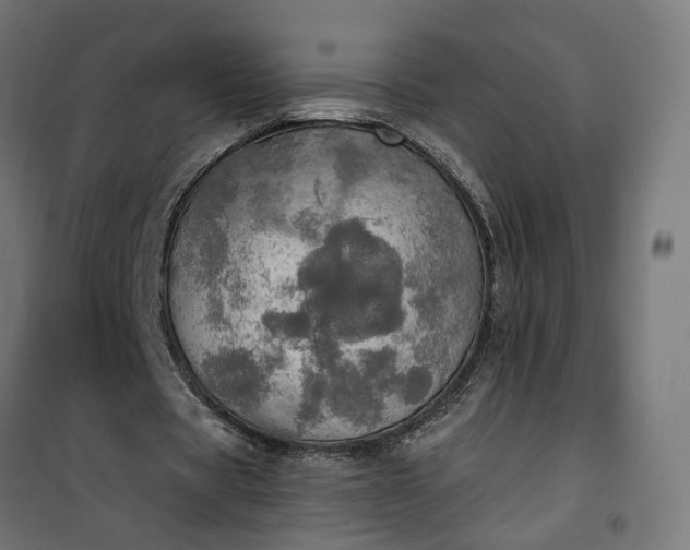 X0000100500529200806201717