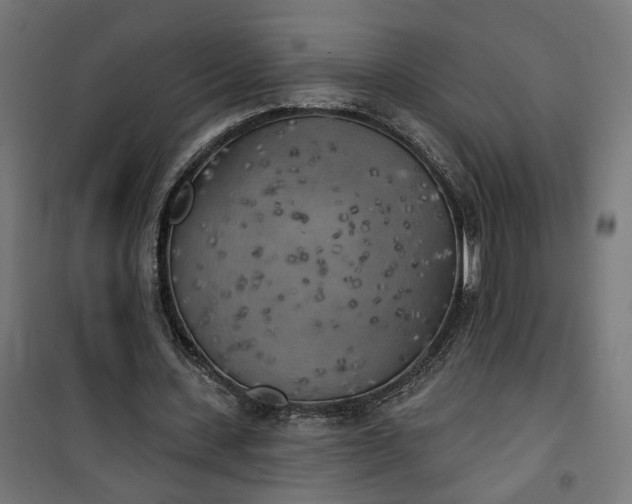 X0000100500531200806201717