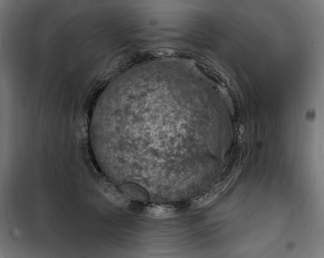 X0000100500561200806201717