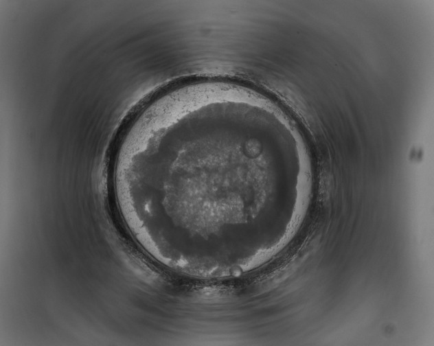 X0000100500584200806201717