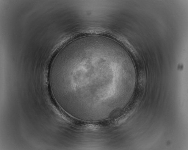 X0000100500585200806201717