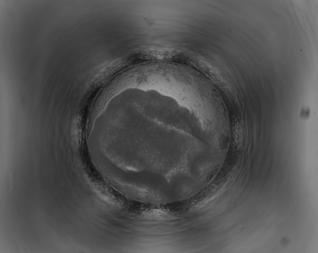 X0000100500594200806201717