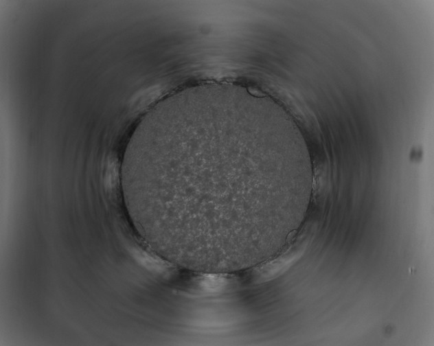 X0000100500623200806201716