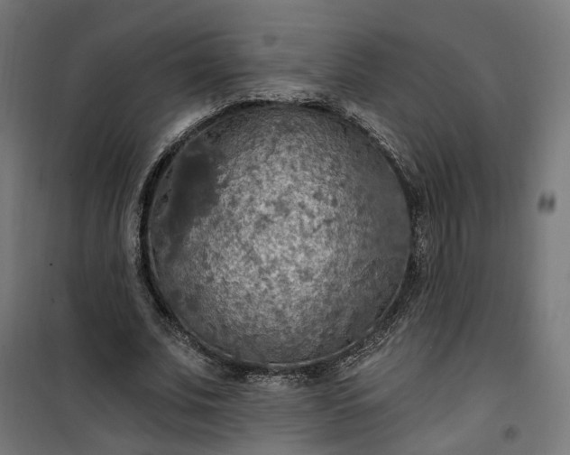 X0000100500679200806201715