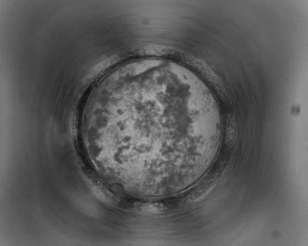 X0000100500683200806201715