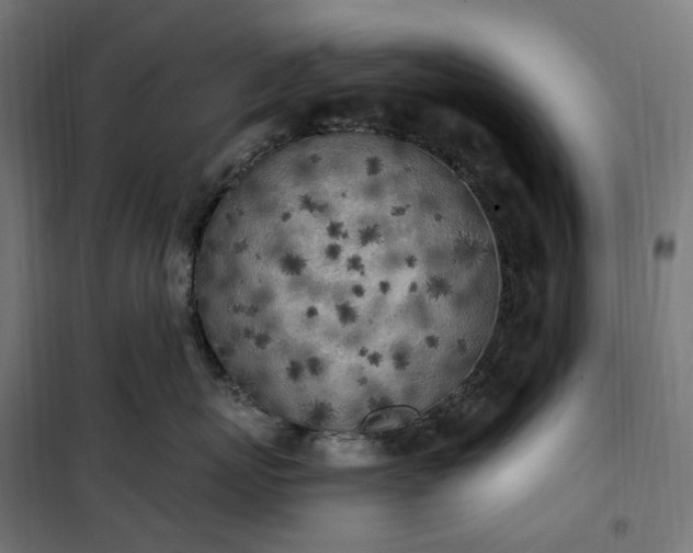 X0000100500767200806201715