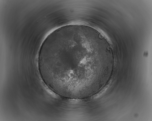 X0000100500854200806201713