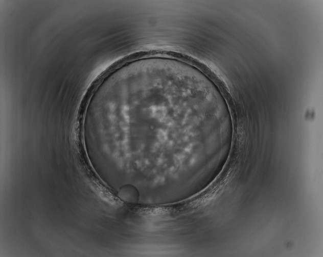 X0000100500879200806201712