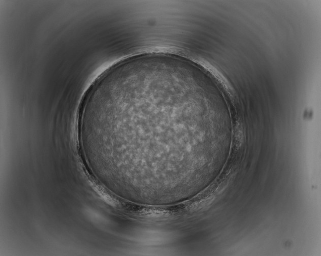 X0000100500886200806201712