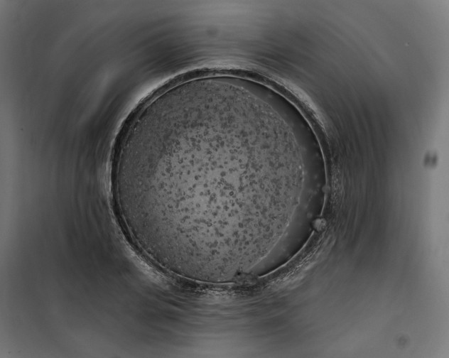 X0000100500935200806201712