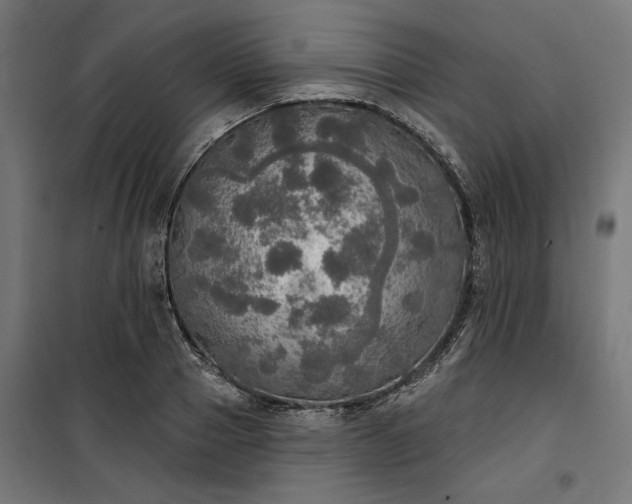 X0000100500937200806201712